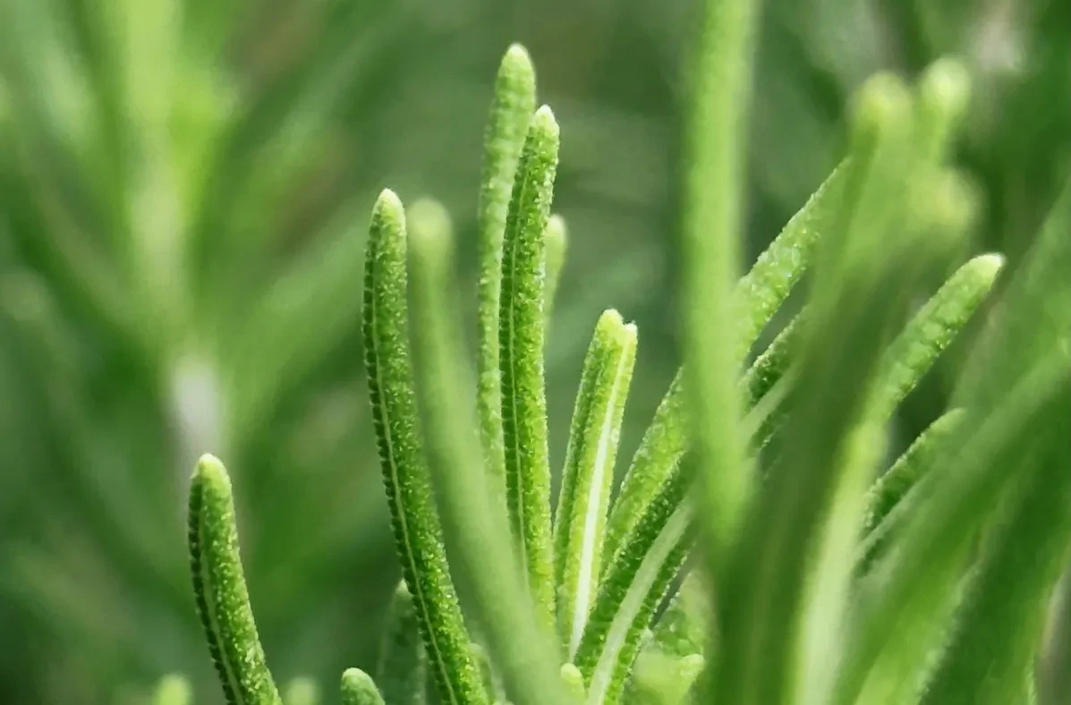 Rosemary Extract