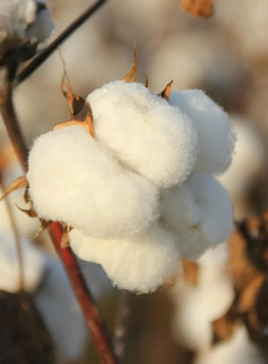 Cotton Seed Oil